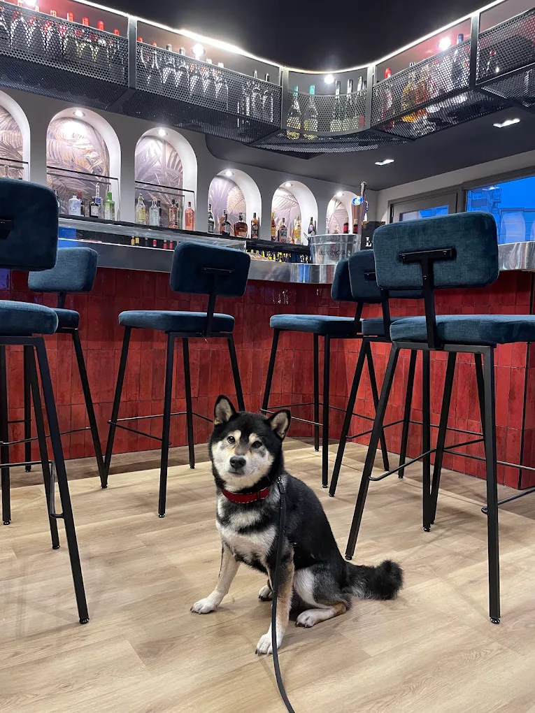 Perro husky amigable en el interior de La Cala Cocktails, un espacio pet-friendly en Castro-Urdiales.
